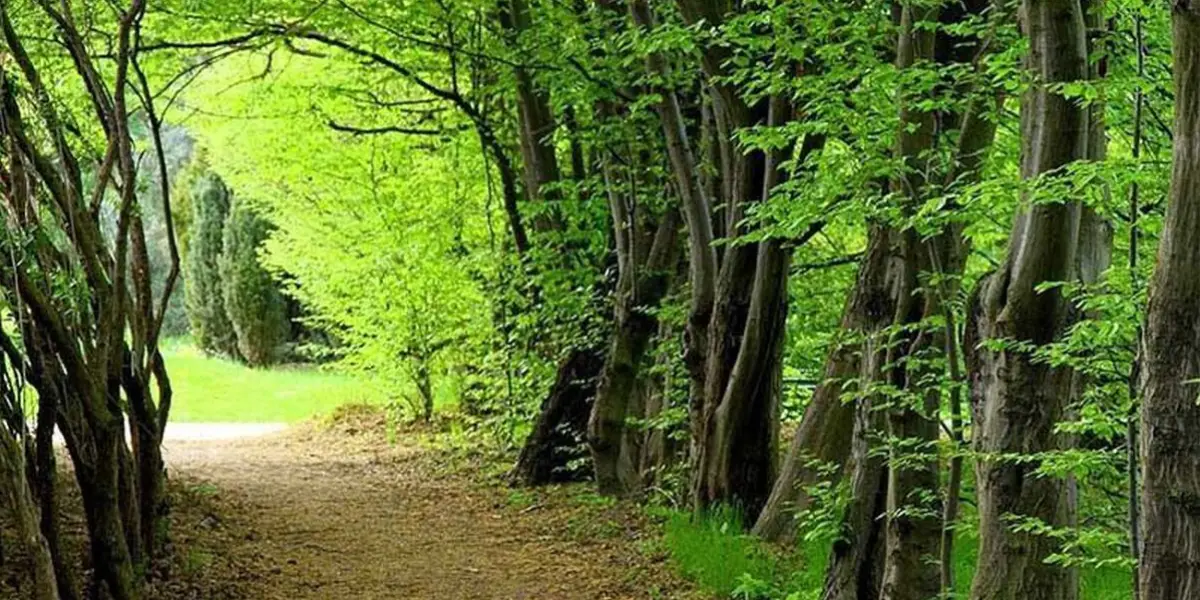 جنکل های هیرکانی